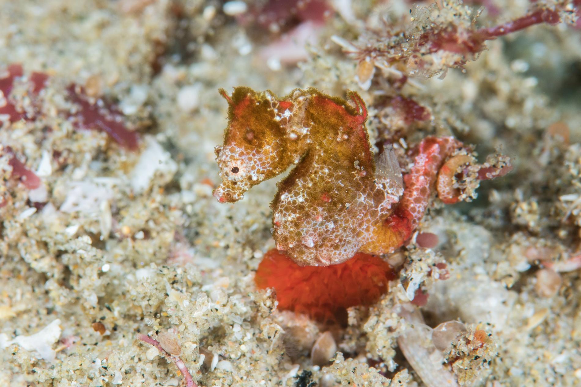 Hippocampus nalu, znany również jako afrykański pigmejski konik morski, ma rozmiary ziarna ryżu i został znaleziony,  dobrze zakamuflowany wśród glonów i piasku w zatoce Sodwana w Południowej Afryce (Photograph by Richard Smith)