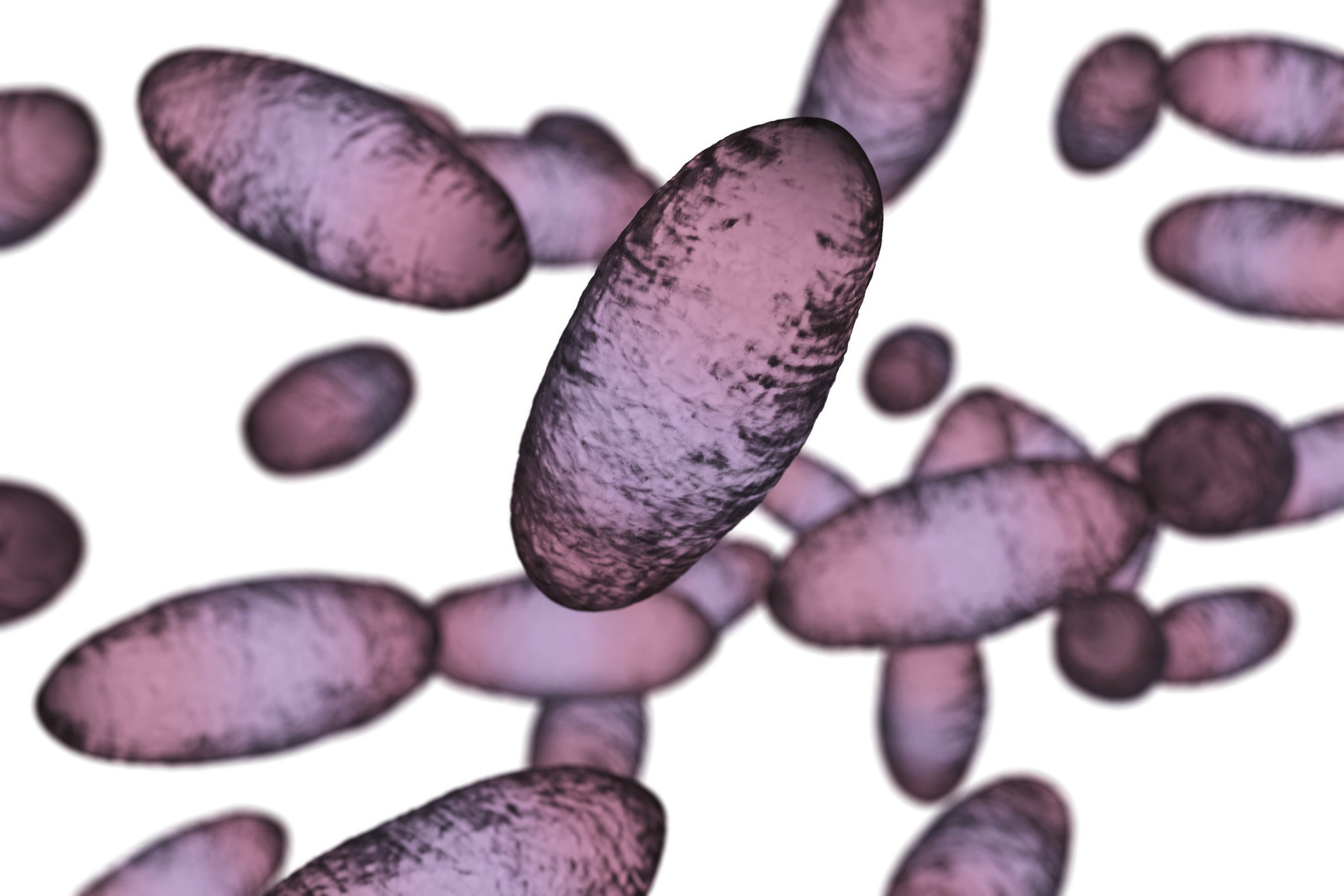 Yersinia pestis, czyli pałeczka dżumy