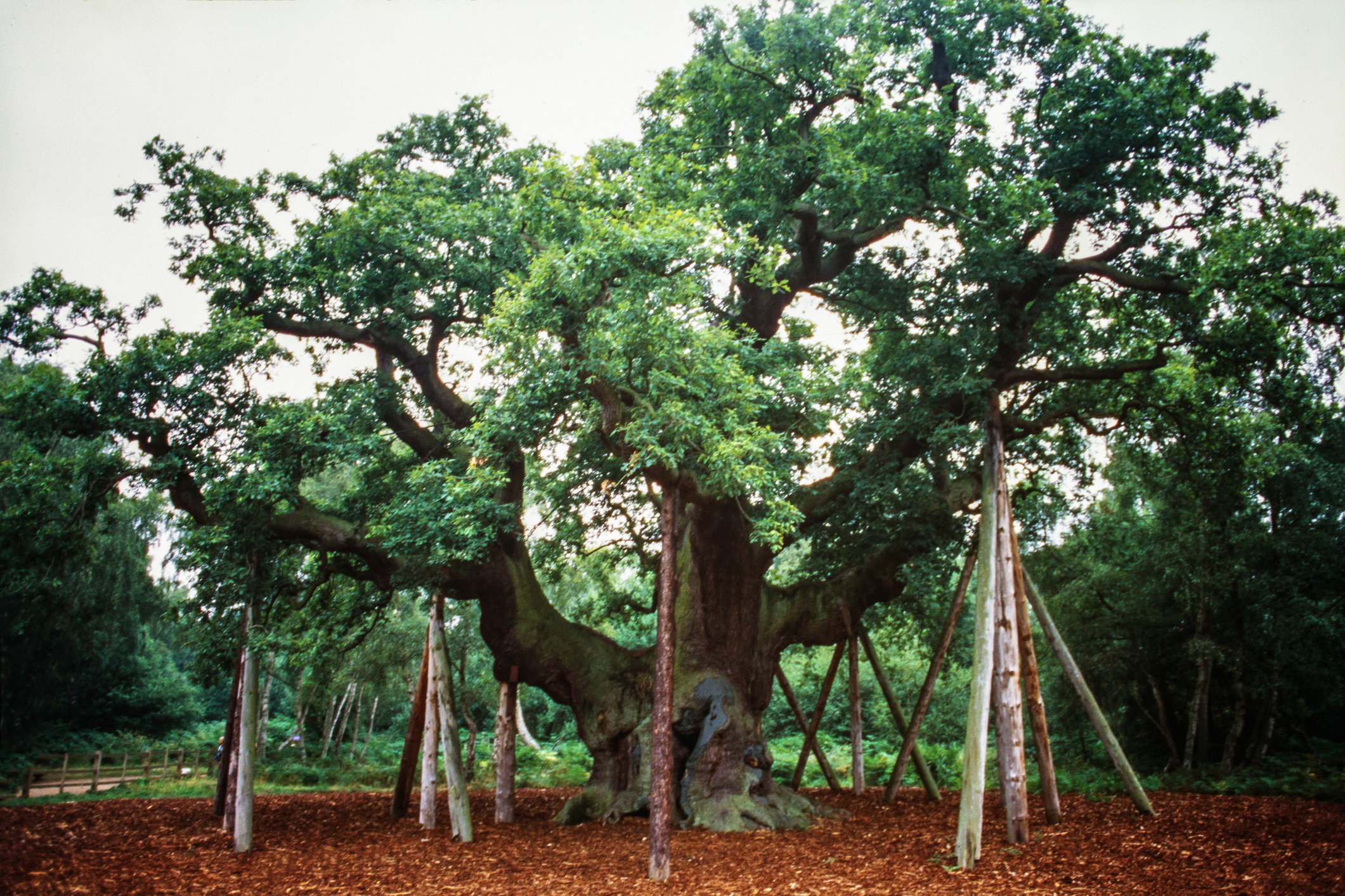 Major Oak może liczyć nawet 1100 lat (fot. Getty Images/©fitopardo)