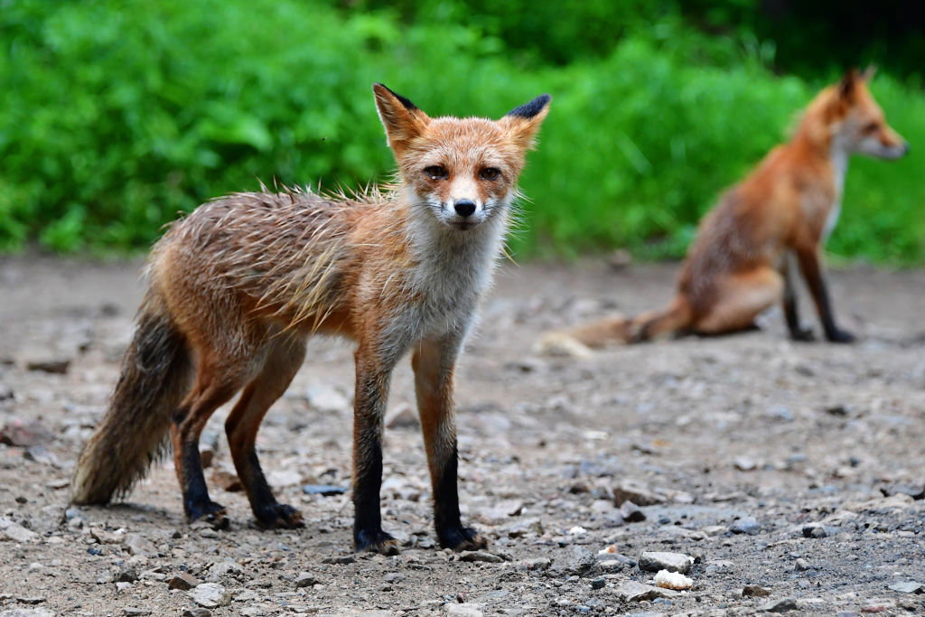 Lisy od dawna dobrze wiedzą, jak zdobyć pożywienie od człowieka (Photo by Yuri Smityuk\TASS via Getty Images)