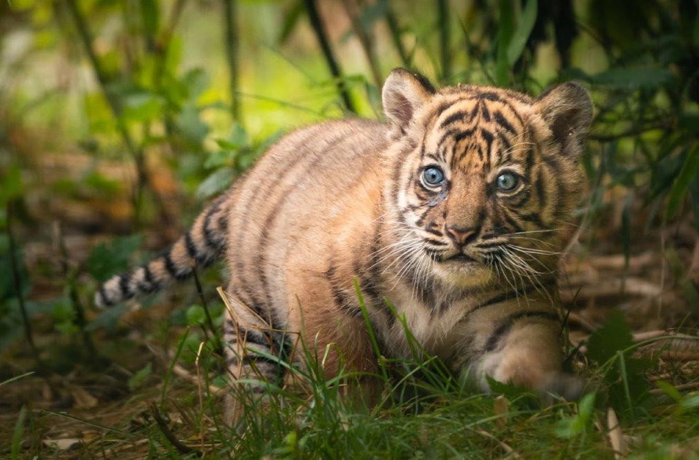 Mała tygrysica ma zaledwie dwa miesiące (fot. ZOO Wrocław)