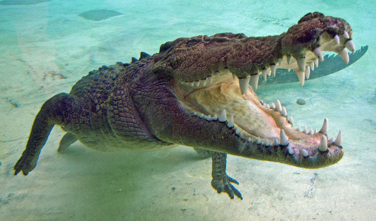 Niebezpieczne zwierzęta: TOP 10 najgroźniejszych stworzeń świata (fot. Getty Images)