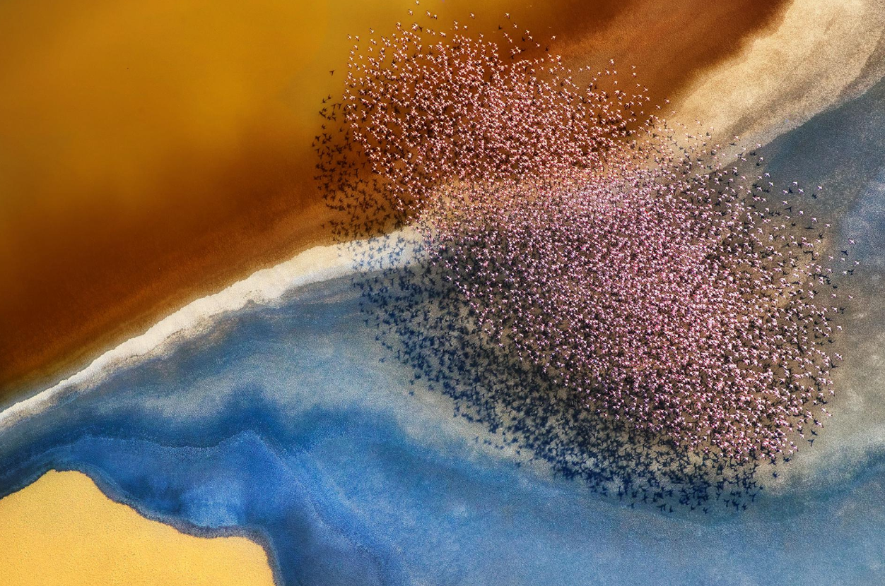 Flamingi. Jezioro Natron, Tanzania. Fot. Phillip Chang