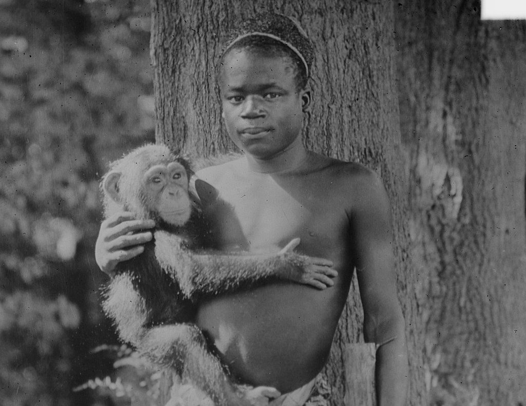 Benga miał spędzić w klatce w zoo miesiąc, ale w związku z ogromnym zainteresowaniem starano się zatrzymać go dłużej (Biblioteka Kongresu USA / domena publiczna)