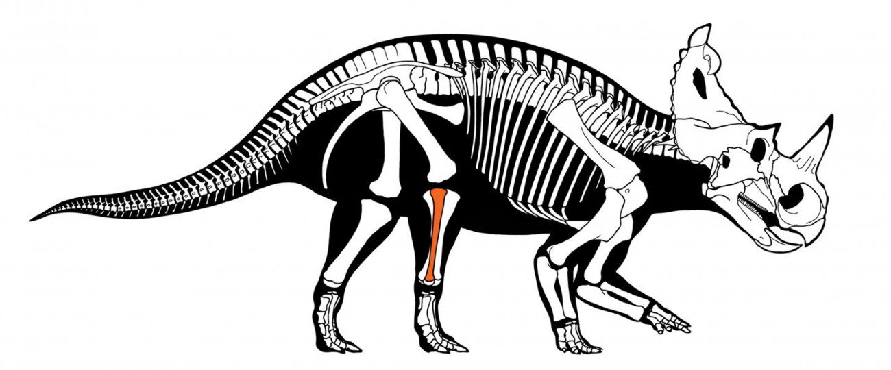 W szczątkach dinozaura znaleziono ślady świadczące o chorobie nowotworowej (fot.  Royal Ontario Museum/McMaster University)