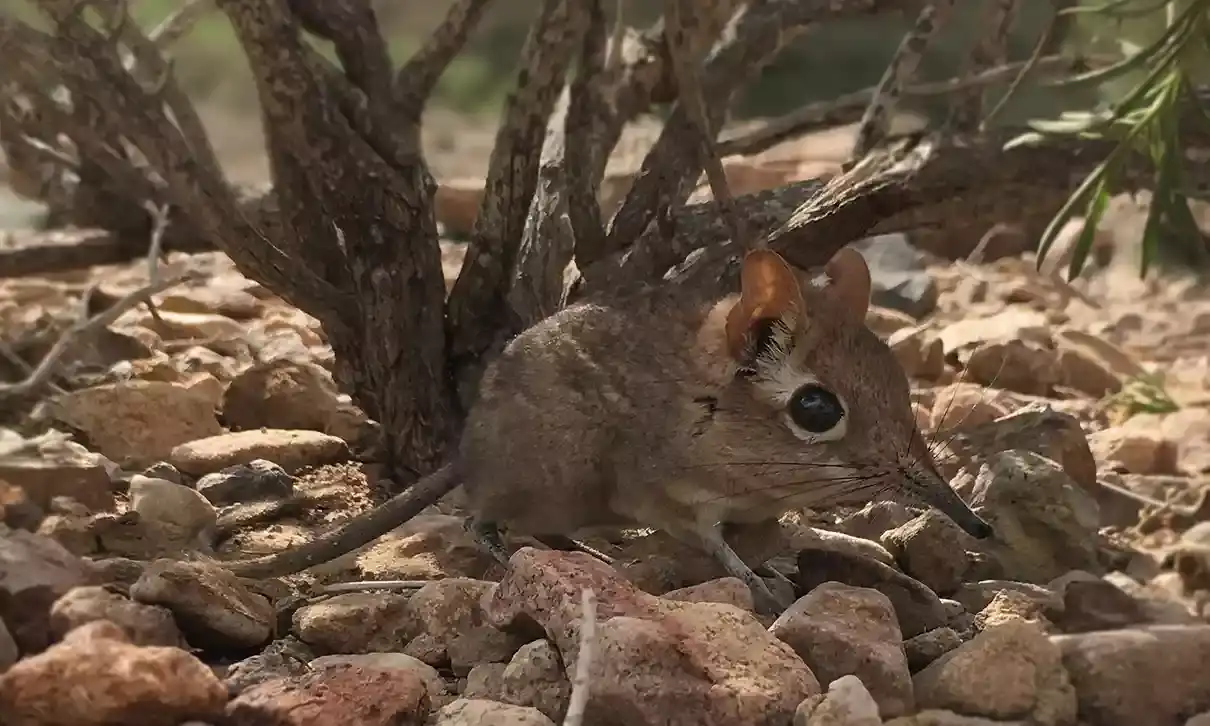 Somalijska ryjówka słoniowa przez 50 lat uznawana była za gatunek zaginiony (fot. Global Wildlife)