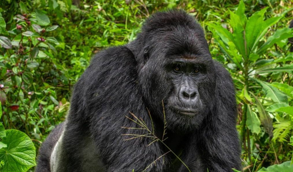 Rafiki był przywódcą stada liczącego 17 zwierząt (fot. Uganda Wildlife Authority)