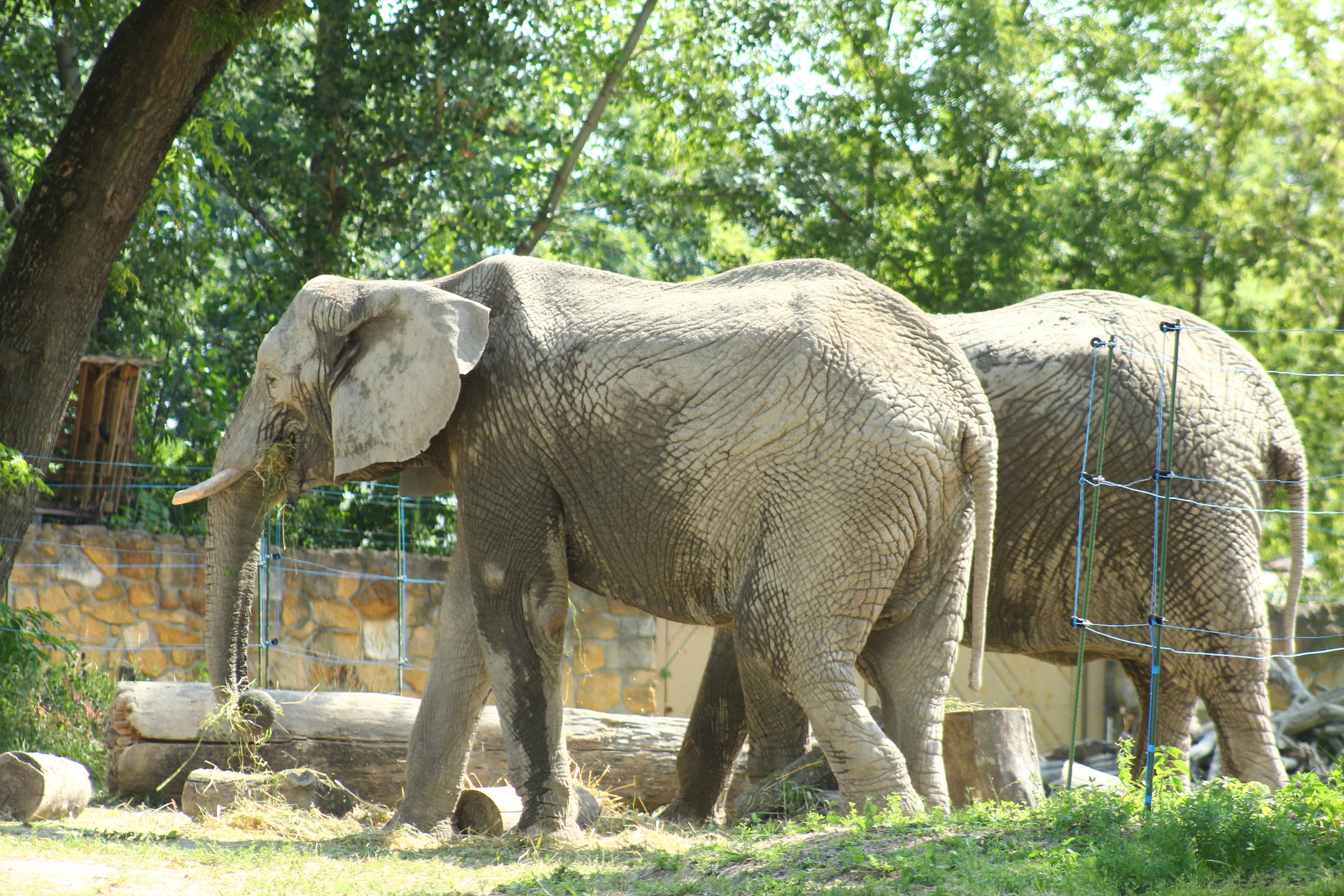 W warszawskim zoo mieszkają obecnie trzy słonie - Fredzia, Buba i Leon (fot. Facebook/WarszawskieZOO)