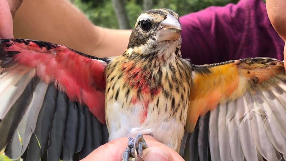 Ptak po badaniu i zaobrączkowaniu został ponownie wypuszczony na wolność (fot. Facebook/Powder Mill Reservat)