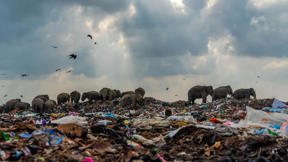 Photograph: Tilaxan Tharmapalan/Royal Society of Biology Photography Competition