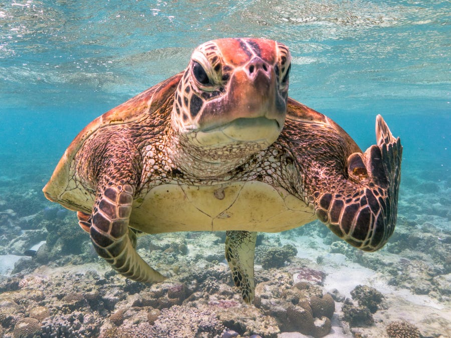Comedy Wildlife Photography Awards 2020