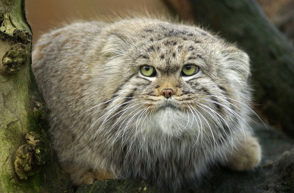 Manul