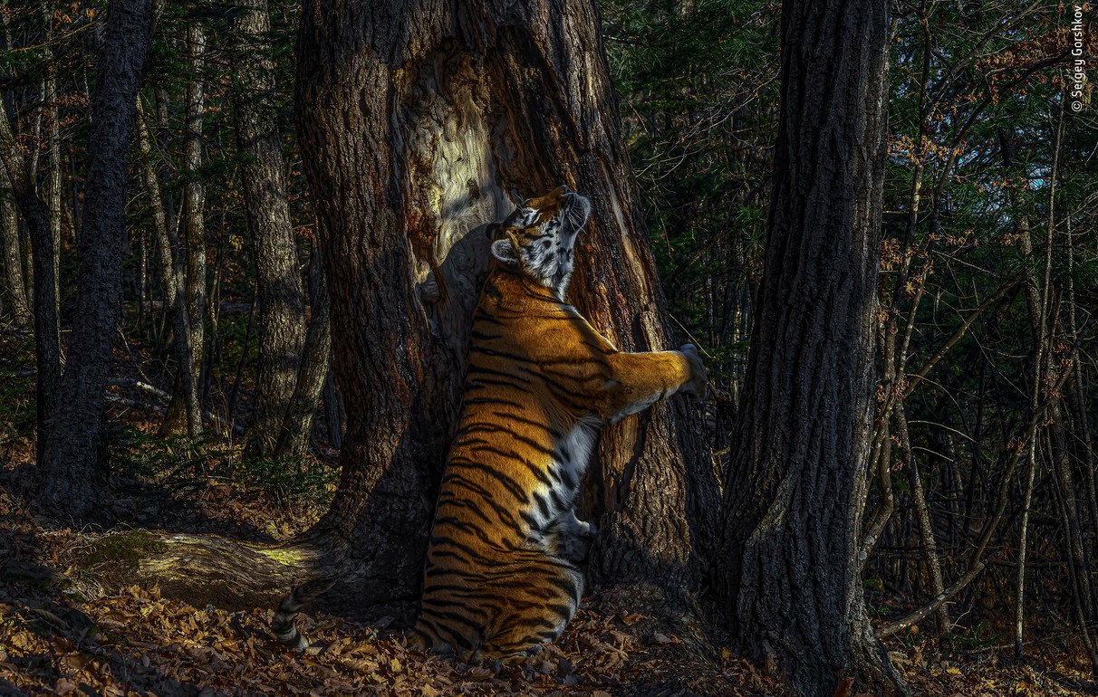 Wildlife Photographer of the Year