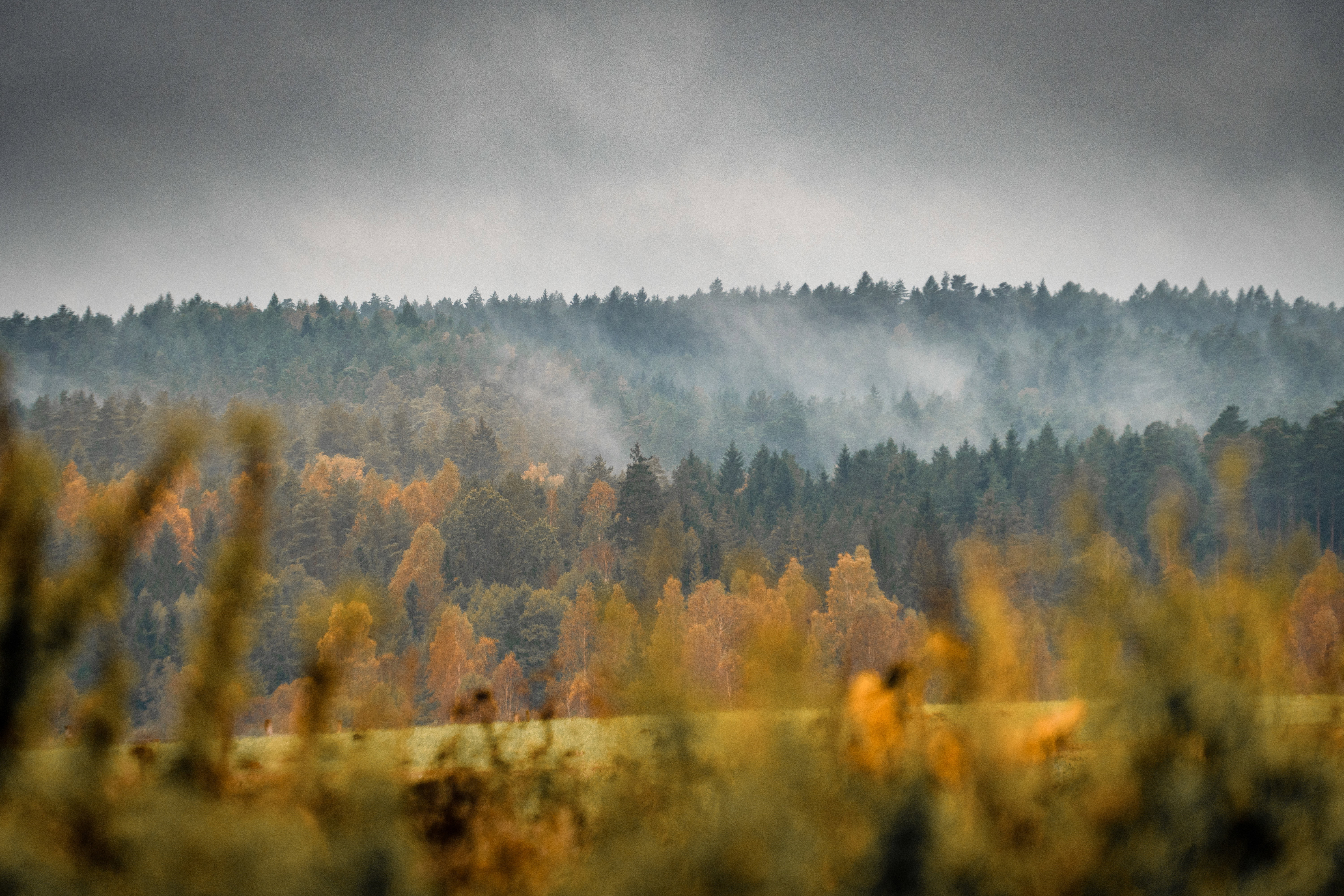 Mazury