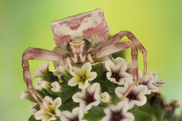 Luminar Bug Photographer of the Year 2020