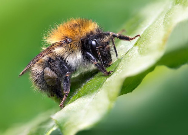 Luminar Bug Photographer of the Year 2020
