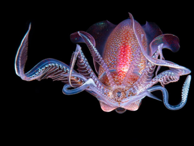 Luminar Bug Photographer of the Year 2020
