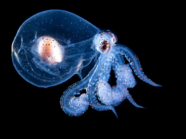 Luminar Bug Photographer of the Year 2020