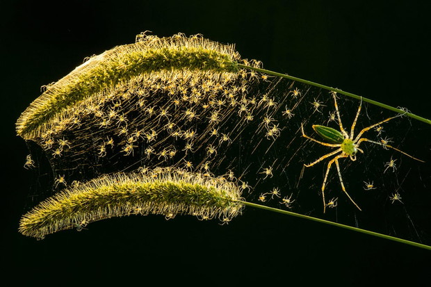 Luminar Bug Photographer of the Year 2020