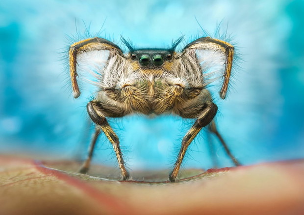 Luminar Bug Photographer of the Year 2020