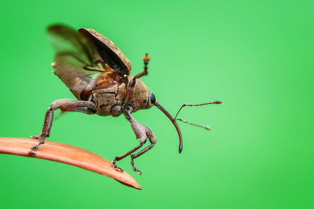 Luminar Bug Photographer of the Year 2020