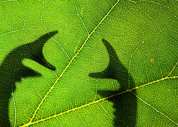 Luminar Bug Photographer of the Year 2020