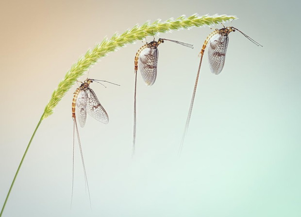 Luminar Bug Photographer of the Year 2020