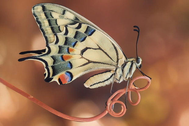 Luminar Bug Photographer of the Year 2020