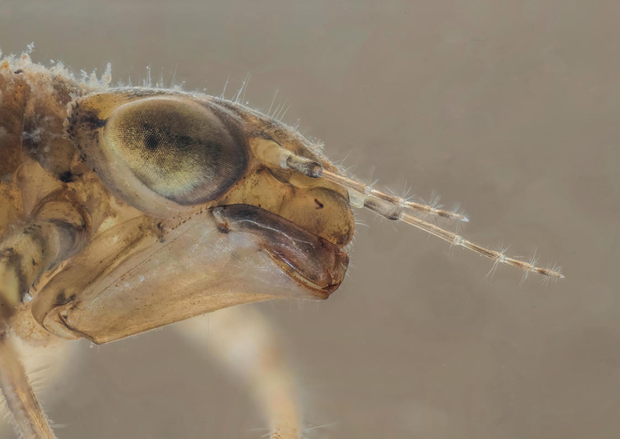 Luminar Bug Photographer of the Year