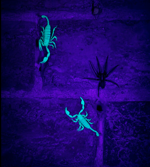 Luminar Bug Photographer of the Year