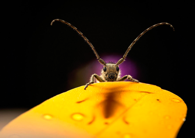 Luminar bug photographer of the year