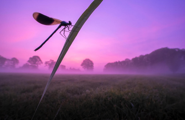 Luminar bug photographer of the year