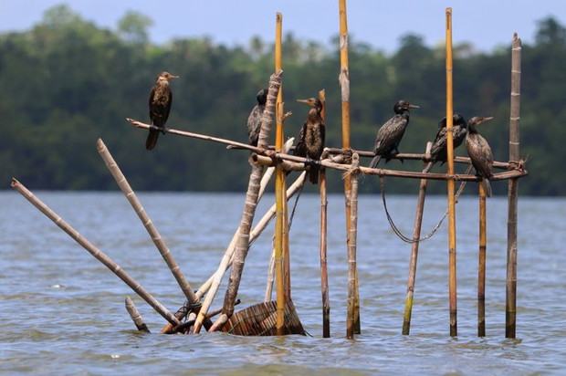 Photograph: Ashwin Geerthan/Royal Society of Biology Photography Competition