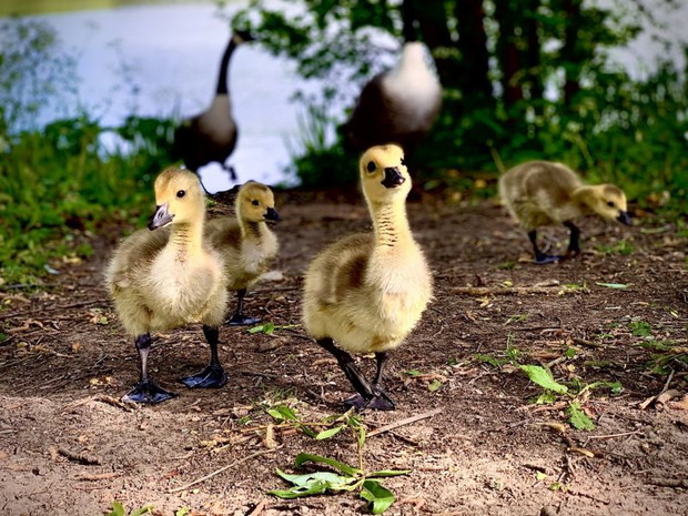 Photograph: Charlotte Bean/Royal Society of Biology Photography Competition