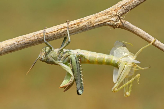 Photograph: Hasan Baglar/Royal Society of Biology Photography Competition