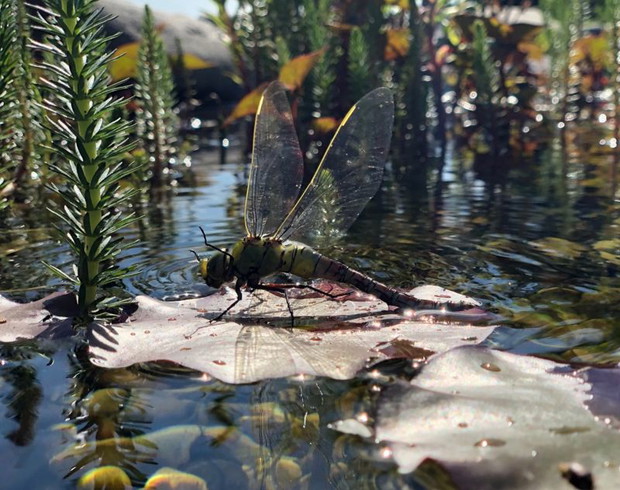 Photograph: Rosie Tarboton/Royal Society of Biology Photography Competition