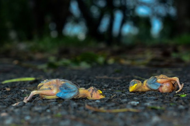 Photograph: Saptarshi Gayen/Royal Society of Biology Photography Competition