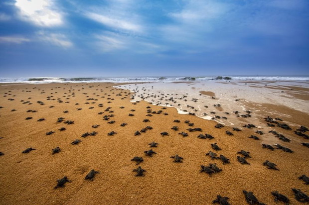 Photograph: Saurabh Chakraborty/Royal Society of Biology Photography Competition