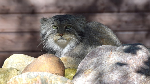 Z poznańskiego zoo uciekł manul. „Bardzo prosimy o pomoc. Może nie przeżyć na wolności” (fot. Facebook/ZOO Poznań)