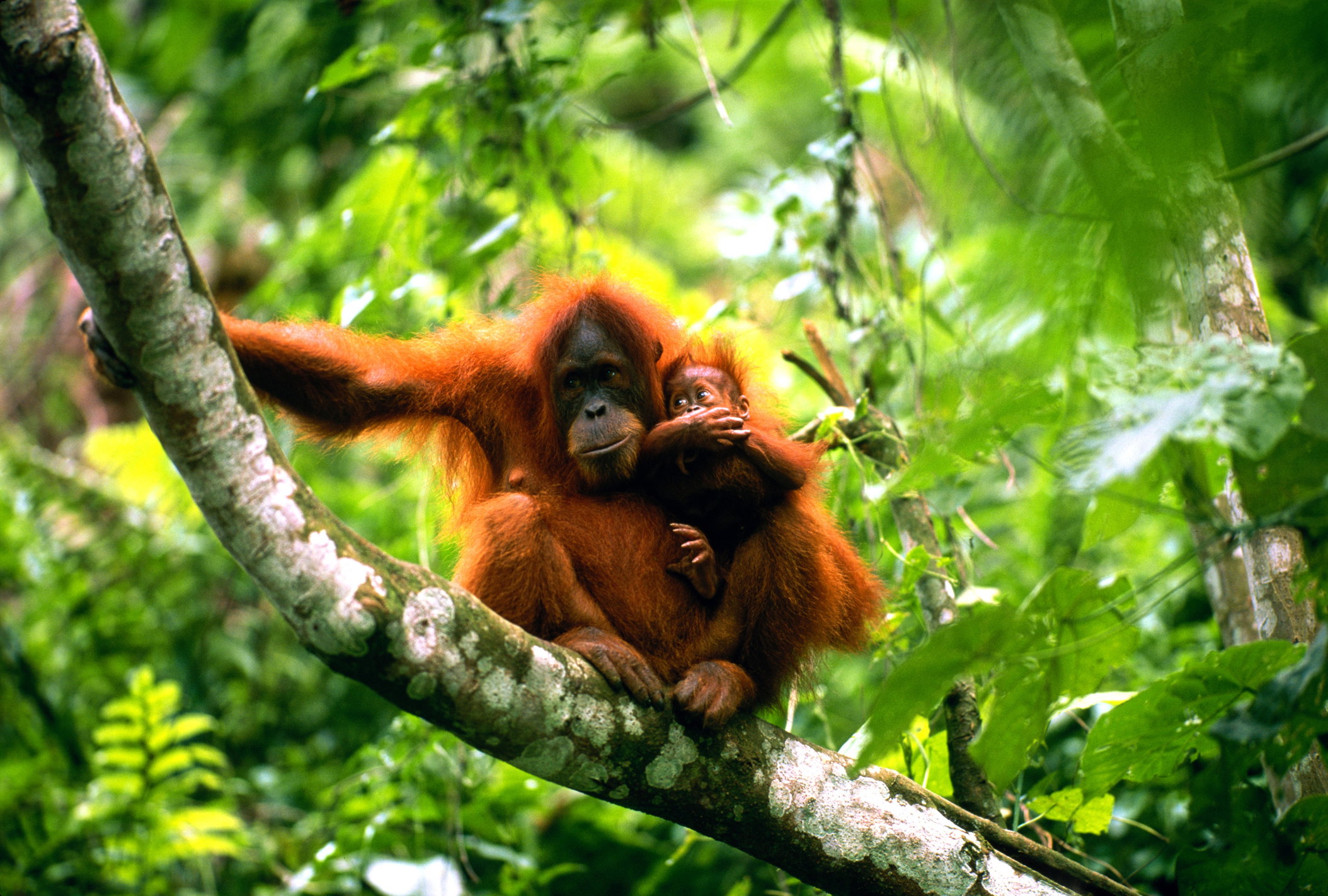 Orangutan borneański: występowanie, pożywienie i ciekawostki (fot. Getty Images)