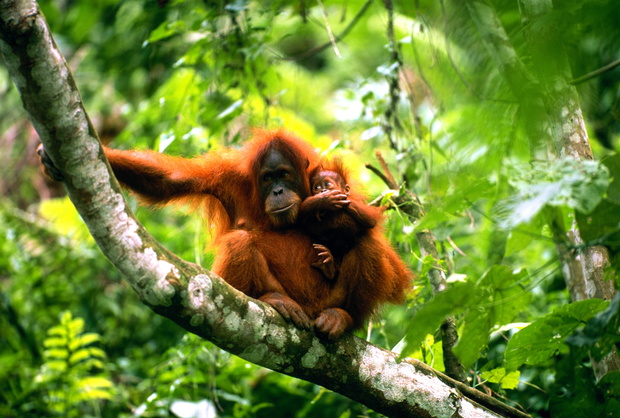 Orangutan borneański: występowanie, pożywienie i ciekawostki (fot. Getty Images)