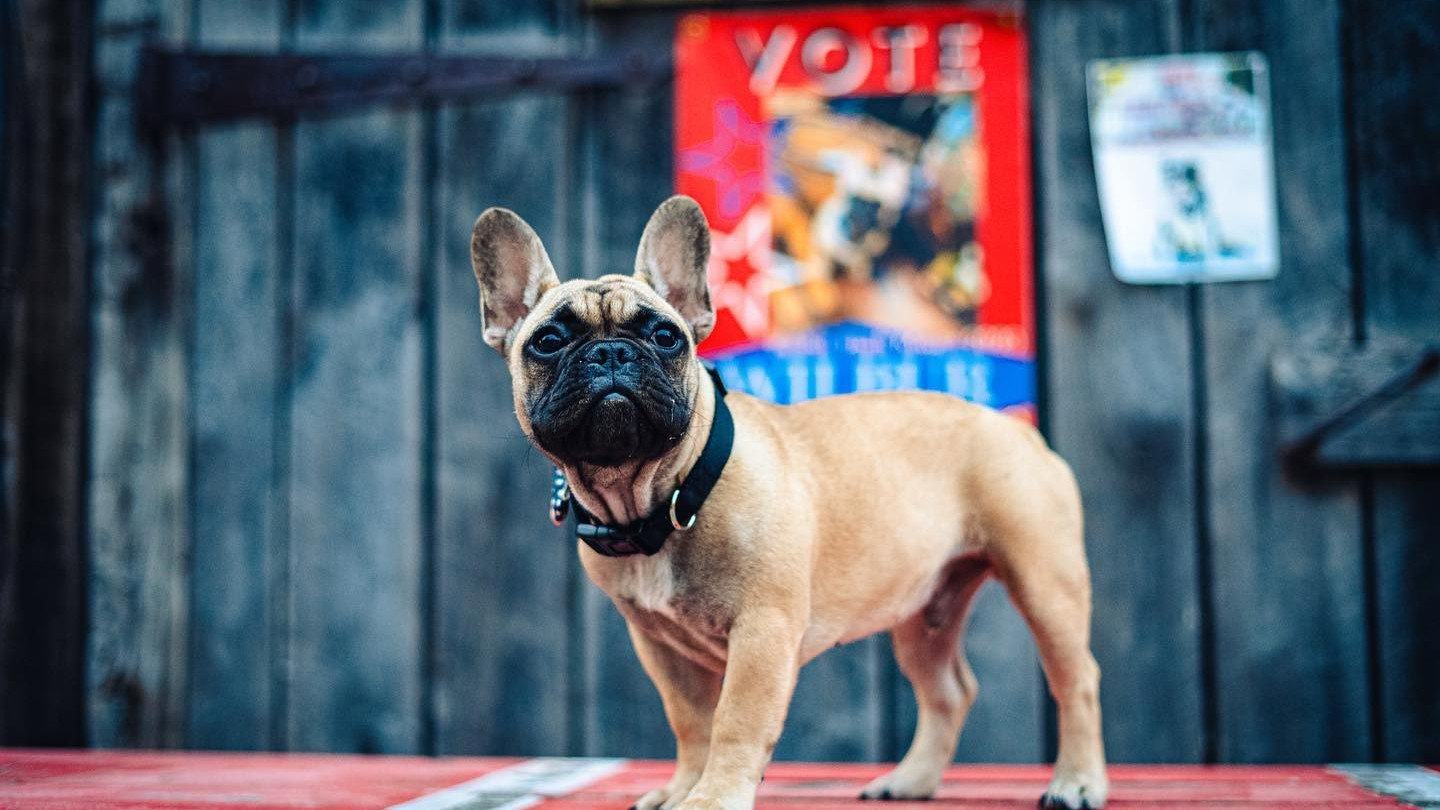 Wilbur - dog francuski, który został burmistrzem (fot. Twitter)