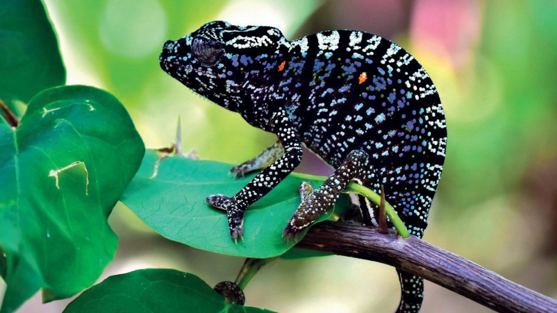 Kalemeon Voeltzkowa na przeszło 100 lat zniknął z naszych radarów (fot. Zoologische Staatssammlung München/Salamandra. German Journal of Herpetology)