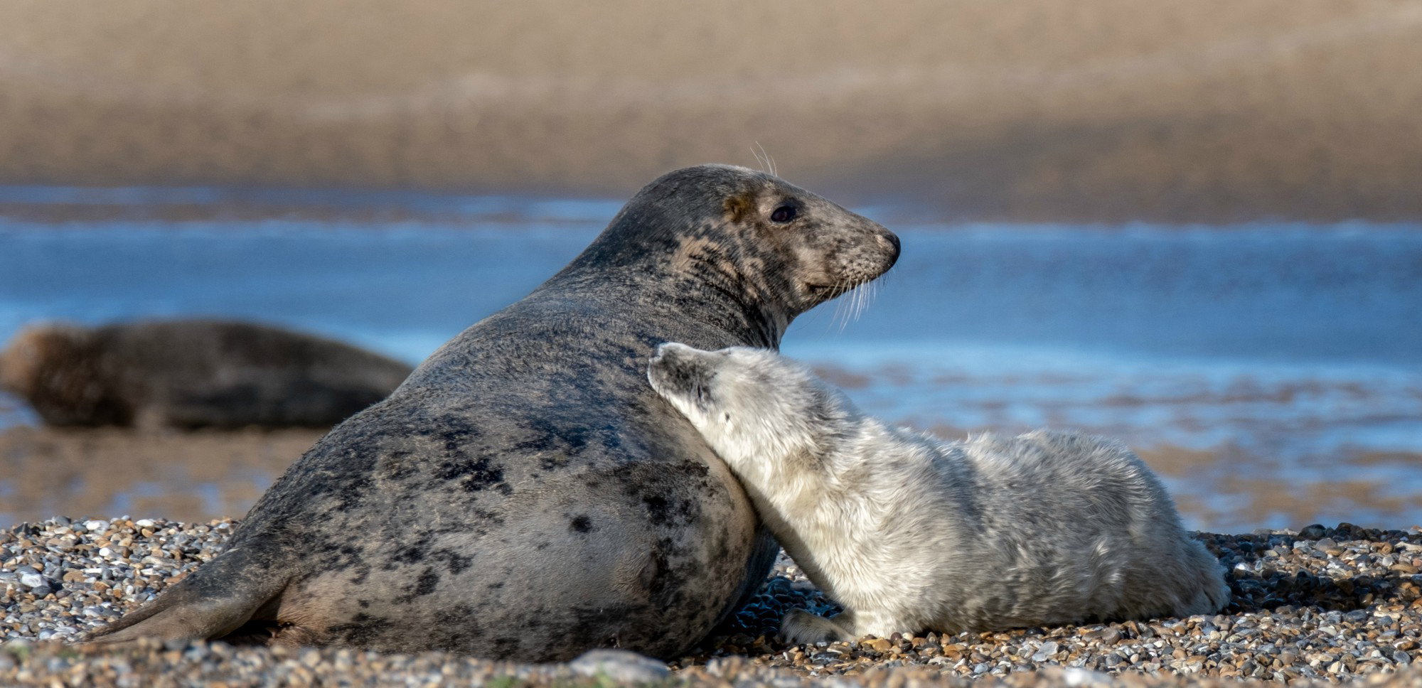 Pierwsze szczenię w tym roku zauważono w październiku (fot. Facebook/National Trust)