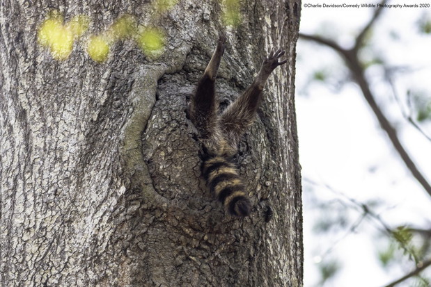 Comedy Wildlife Photography Awards 2020