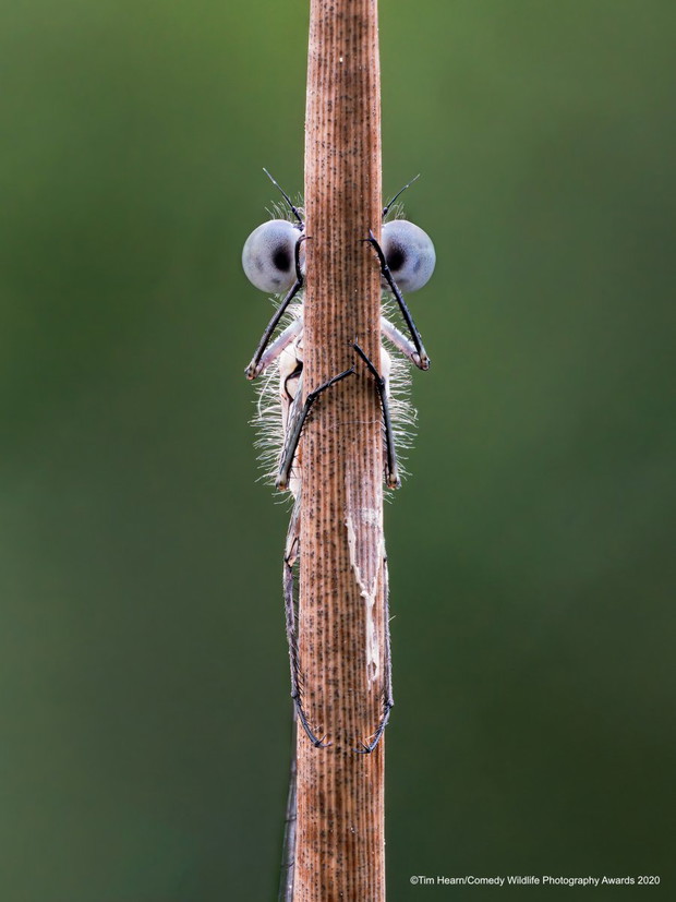 Comedy Wildlife Photography Awards 2020