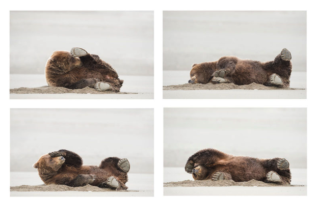 Comedy Wildlife Photography Awards 2020
