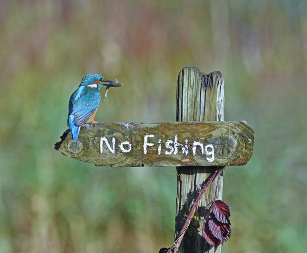 Comedy Wildlife Photography Awards 2020