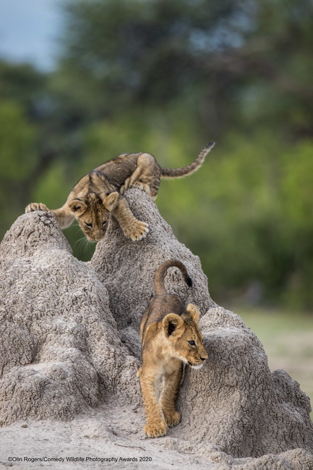 Comedy Wildlife Photography Awards 2020