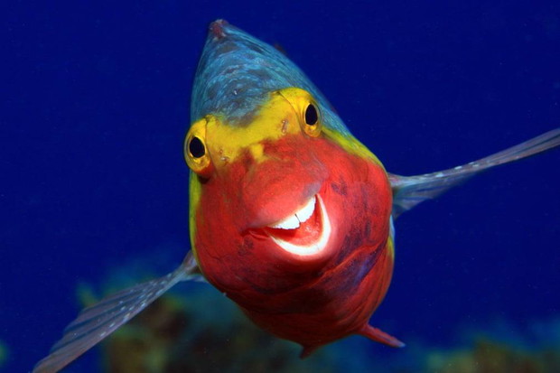 Comedy Wildlife Photography Awards 2020